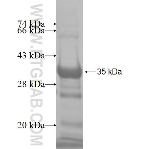 NCK1 fusion protein Ag8053 SDS-PAGE NCK1 fusion protein Ag8053 SDS-PAGE