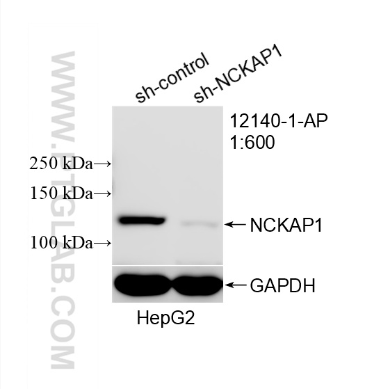 WB analysis of HepG2 using 12140-1-AP WB analysis of HepG2 using 12140-1-AP