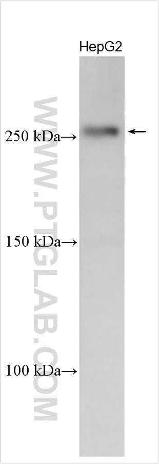 WB analysis using 31199-1-AP