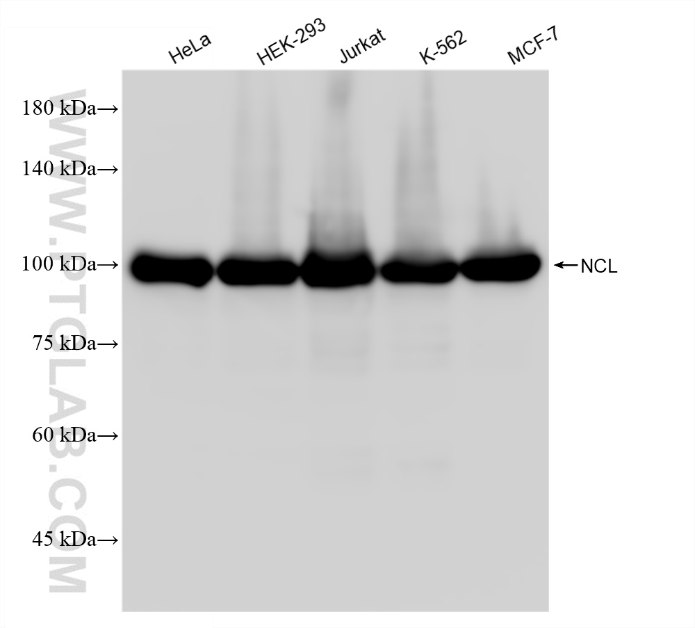 WB analysis of HeLa using 83380-1-RR (same clone as 83380-1-PBS)