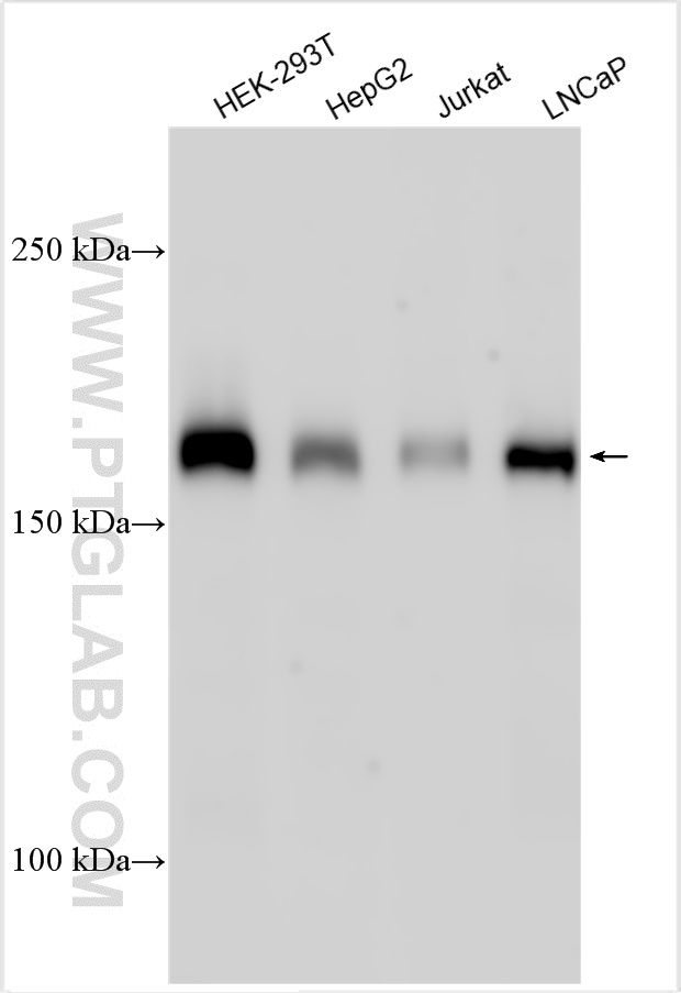 WB analysis using 30962-1-AP