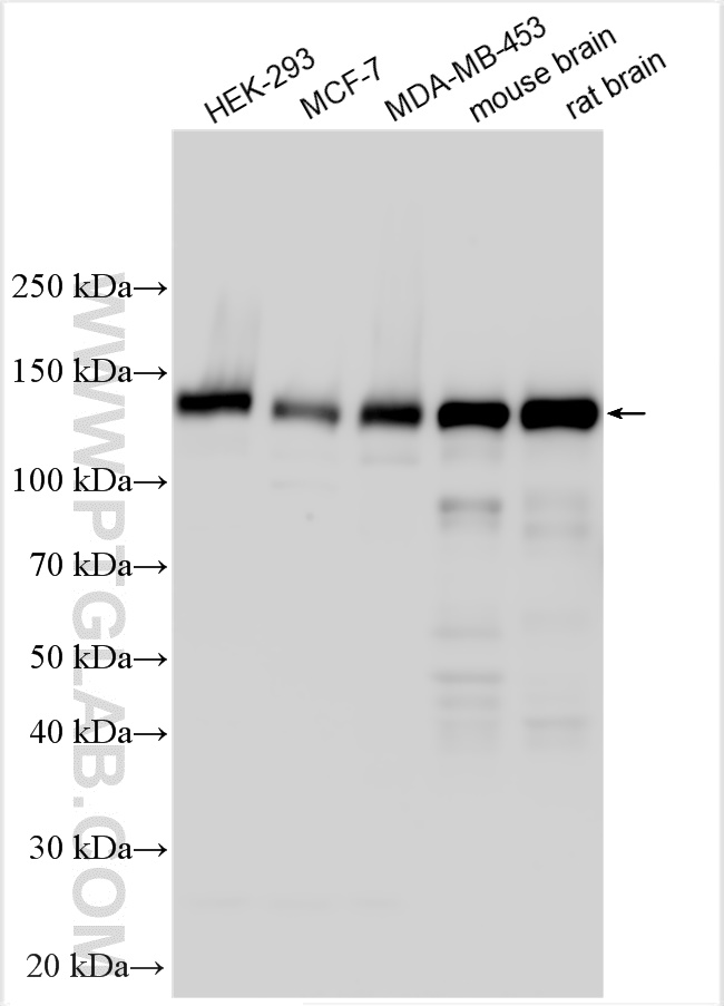 WB analysis using 23092-1-AP