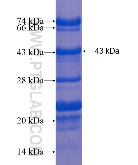 NCOA7 fusion protein Ag19444 SDS-PAGE