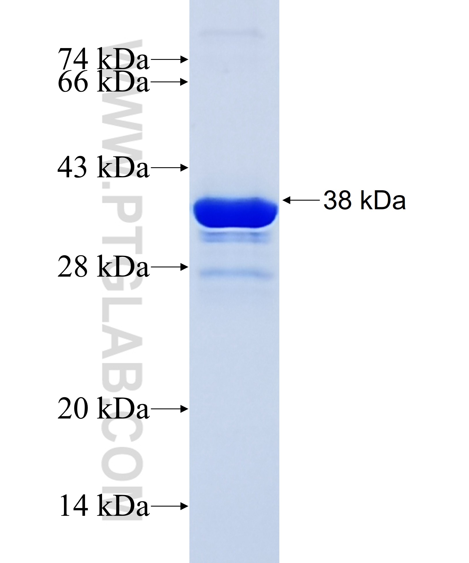 NCR1 fusion protein Ag31129 SDS-PAGE NCR1 fusion protein Ag31129 SDS-PAGE