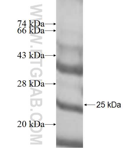 NCR3 fusion protein Ag10050 SDS-PAGE NCR3 fusion protein Ag10050 SDS-PAGE