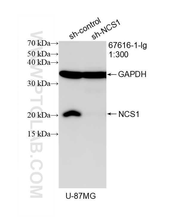 WB result of NCS1 antibody (67616-1-Ig; 1:300; incubated at room temperature for 1.5 hours) with sh-Control and sh-NCS1 transfected U-87 MG cells. WB analysis of U-87 MG using 67616-1-Ig