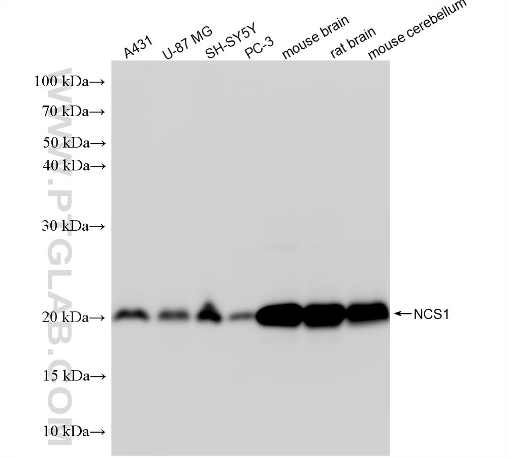 WB analysis using 87673-1-RR