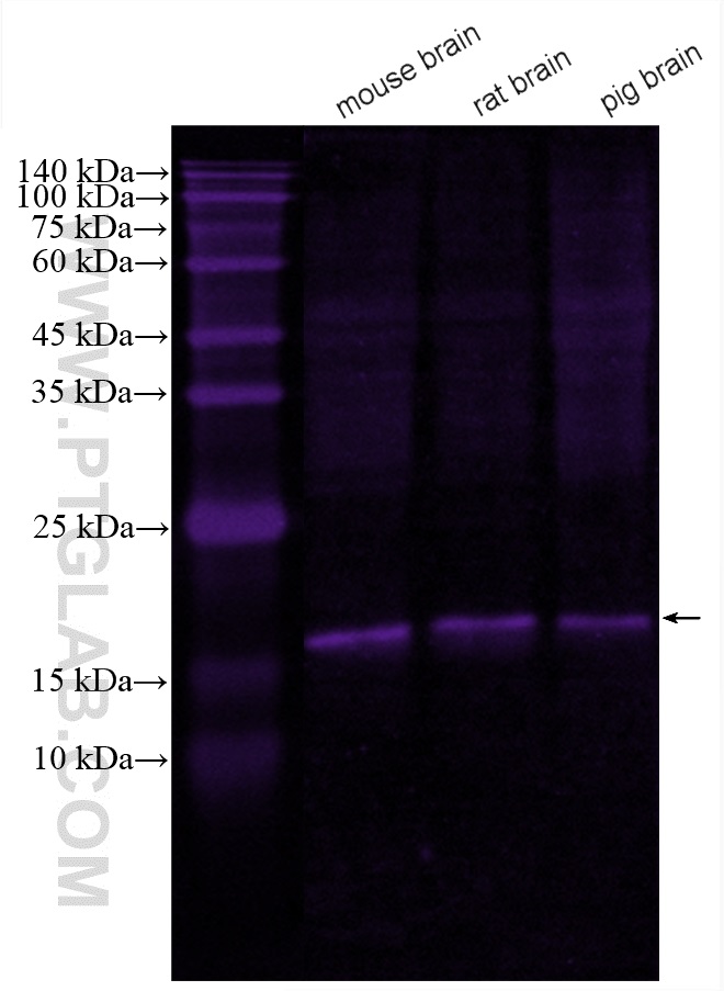 WB analysis using CL647-67616