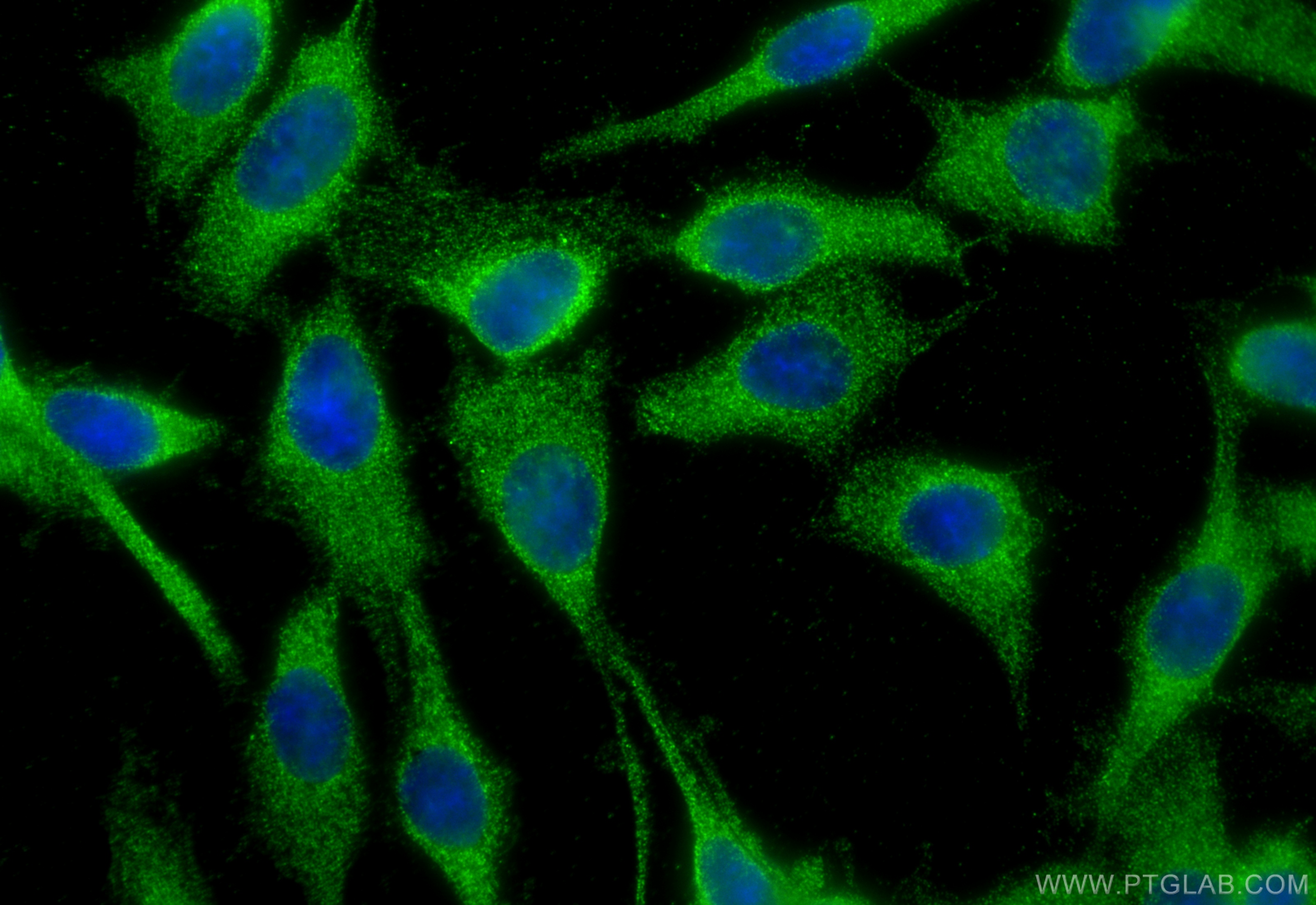 IF Staining of C6 using 14071-1-AP