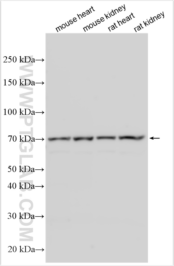 WB analysis using 28447-1-AP