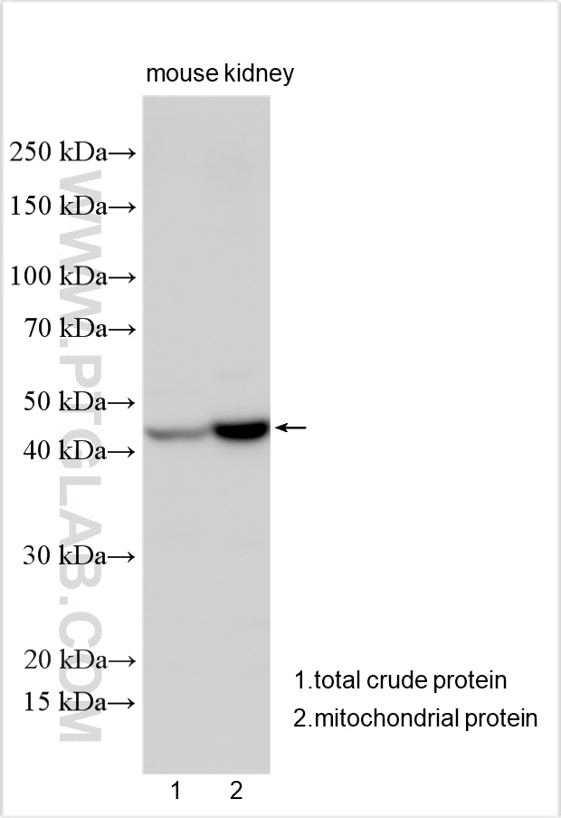 WB analysis using 26736-1-AP