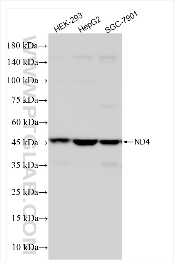 WB analysis using 85098-1-RR (same clone as 85098-1-PBS)