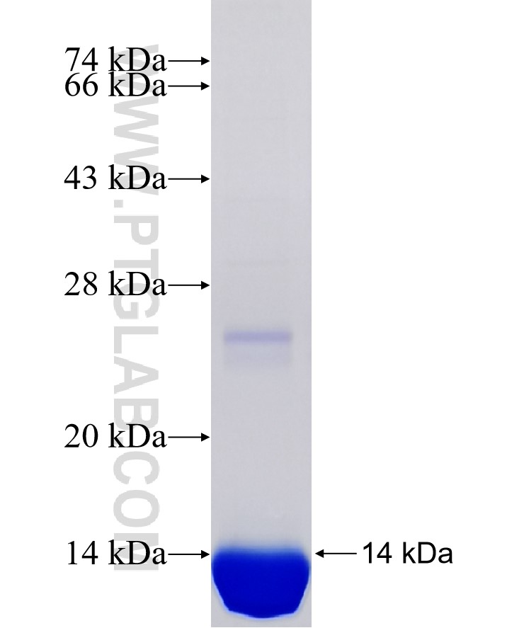 ND5 fusion protein Ag34530 SDS-PAGE