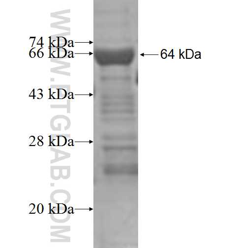 NDC80 fusion protein Ag4535 SDS-PAGE