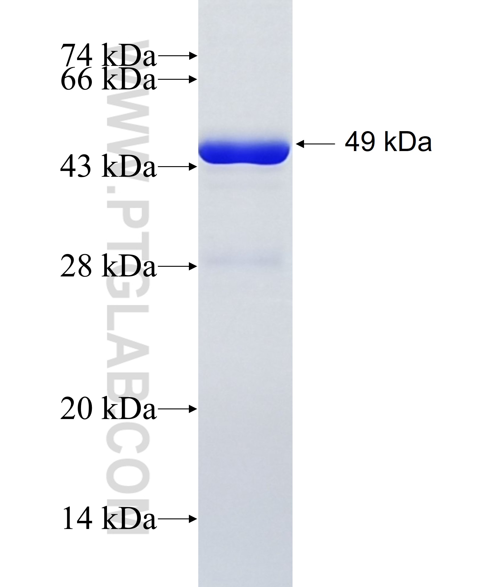 NDC80 fusion protein Ag8065 SDS-PAGE