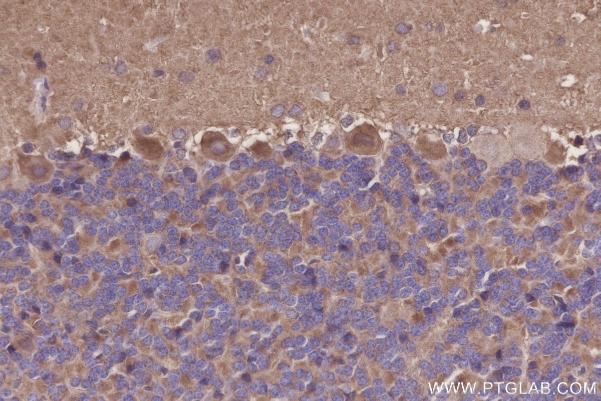 IHC staining of rat cerebellum using 10233-1-AP