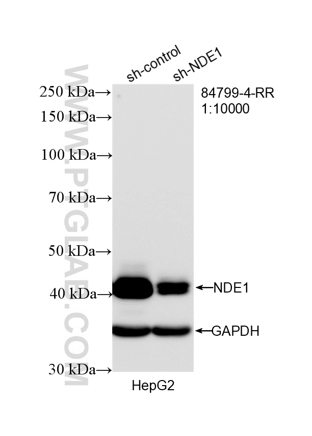 WB result of NDE1 antibody (<a class='green' href='/productredirect?CatalogNo=84799-4-RR' target='_blank'>84799-4-RR</a>; 1:10000; incubated at room temperature for 1.5 hours) with sh-Control and sh-NDE1 transfected HepG2 cells. This data was developed using the same antibody clone with 84799-4-PBS in a different storage buffer formulation. WB analysis of HepG2 using 84799-4-RR (same clone as 84799-4-PBS)