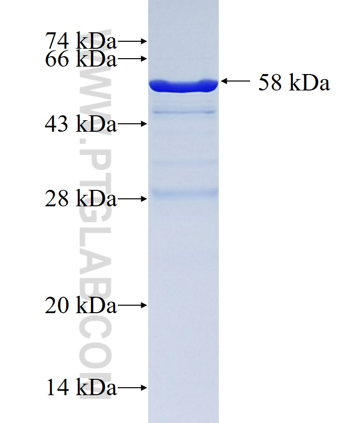 NDE1 fusion protein Ag0336 SDS-PAGE