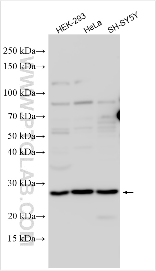 WB analysis using 15602-1-AP