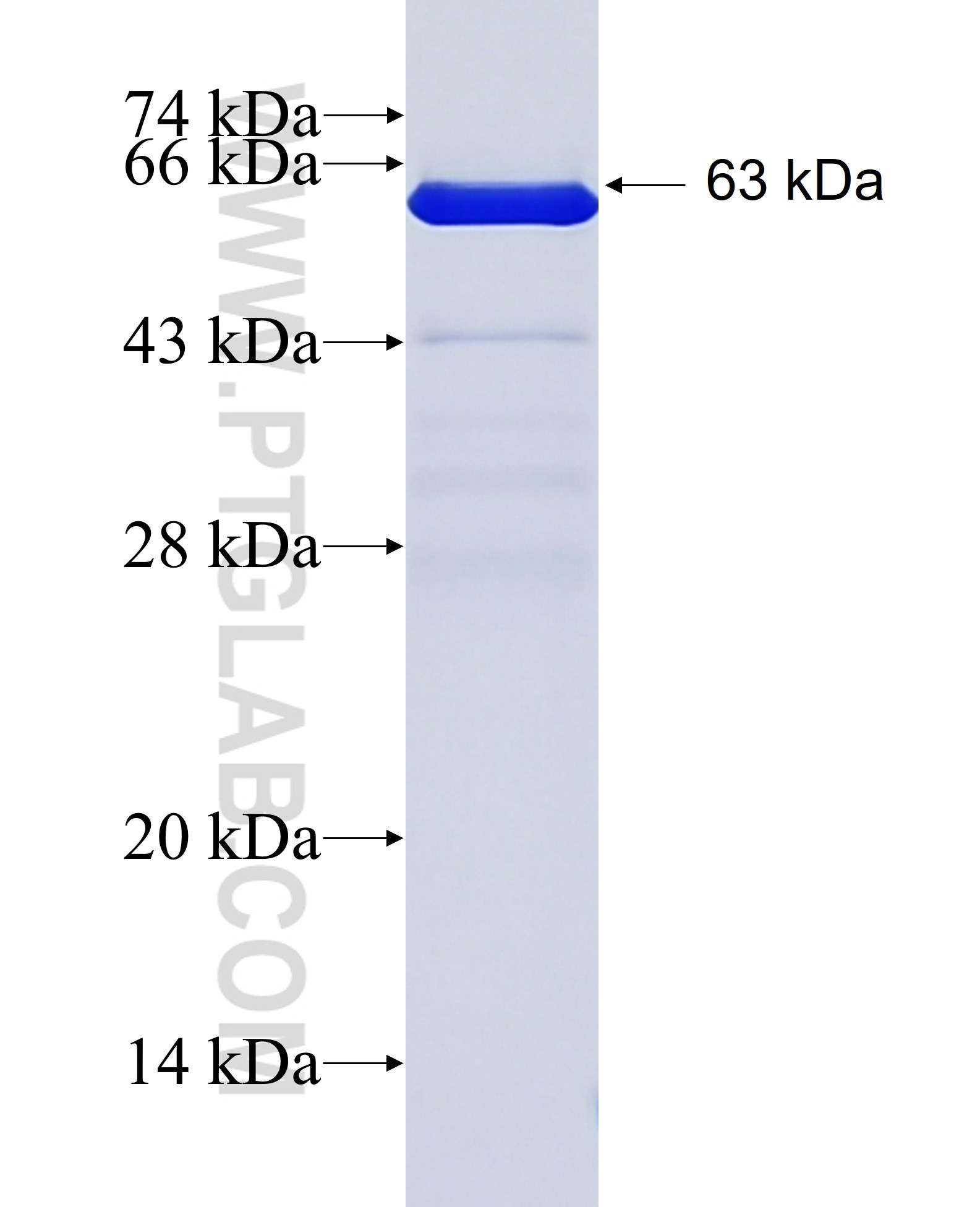 NDFIP2 fusion protein Ag36480 SDS-PAGE