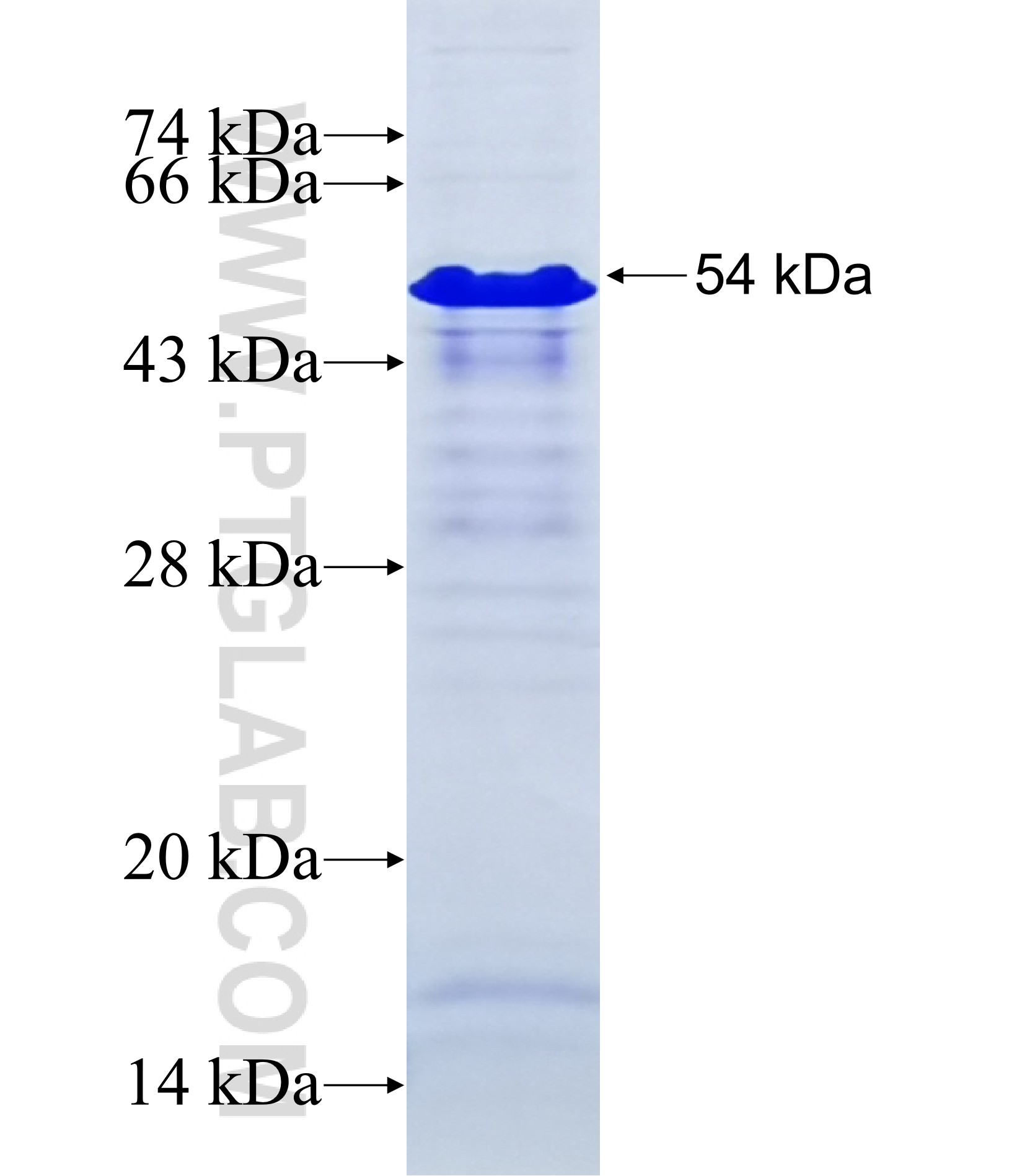 NDN fusion protein Ag7243 SDS-PAGE NDN fusion protein Ag7243 SDS-PAGE