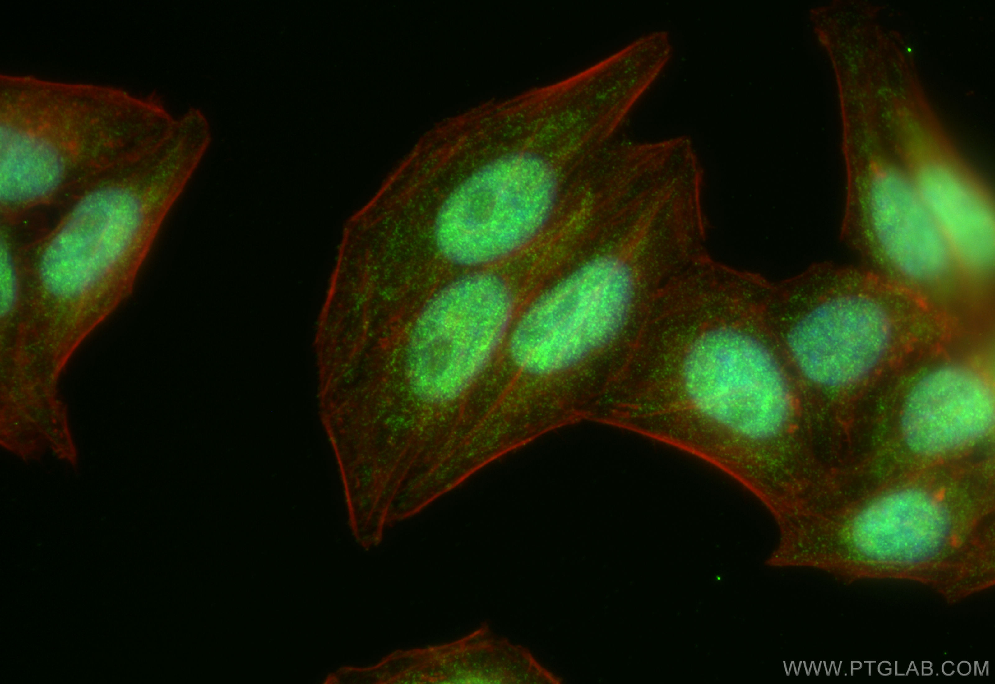 IF Staining of HepG2 using 27488-1-AP