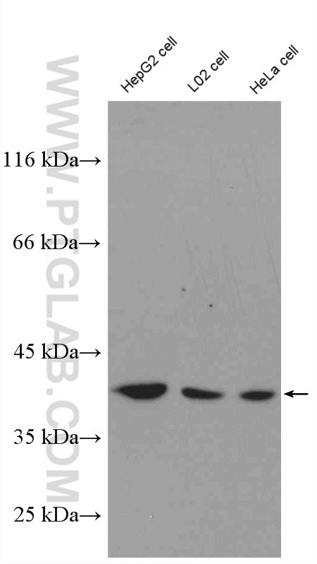 WB analysis of HepG2 using 27488-1-AP