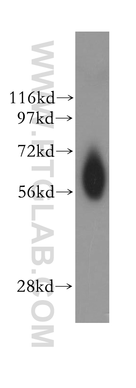 NDOR1/NR1 Polyclonal antibody