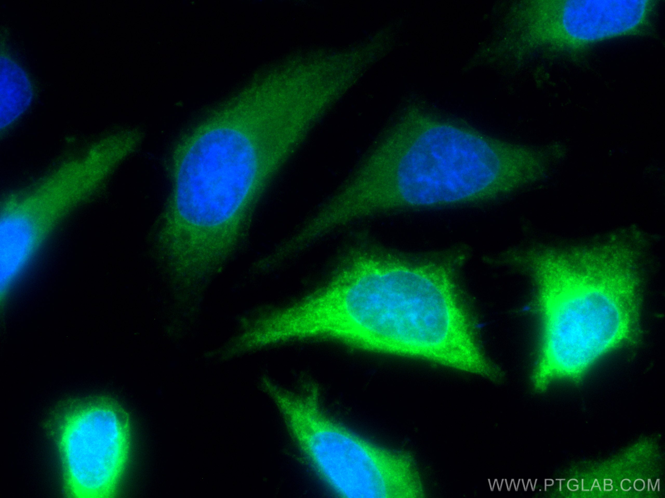 IF Staining of HeLa using CL488-26902