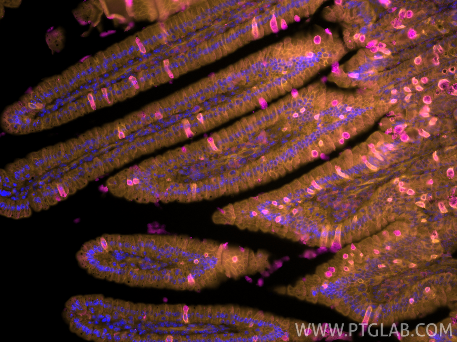 IF Staining of mouse small intestine using CL555-26902 IF Staining of mouse small intestine using CL555-26902