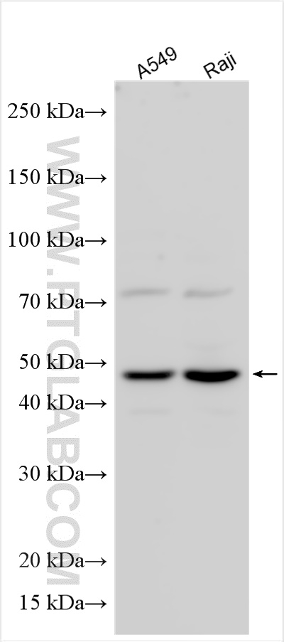 WB analysis using 31421-1-AP