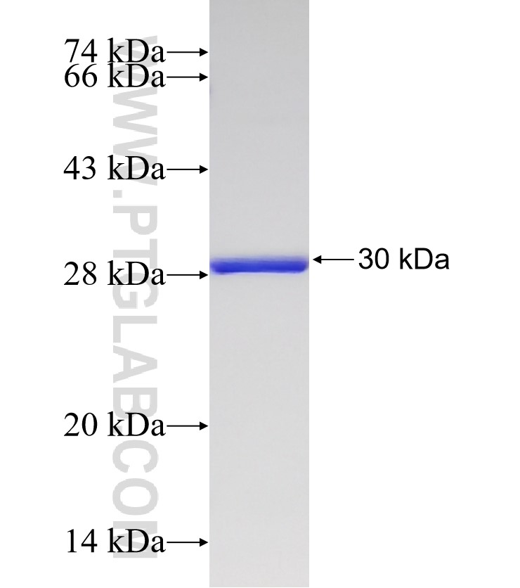 NDRG3 fusion protein Ag33626 SDS-PAGE