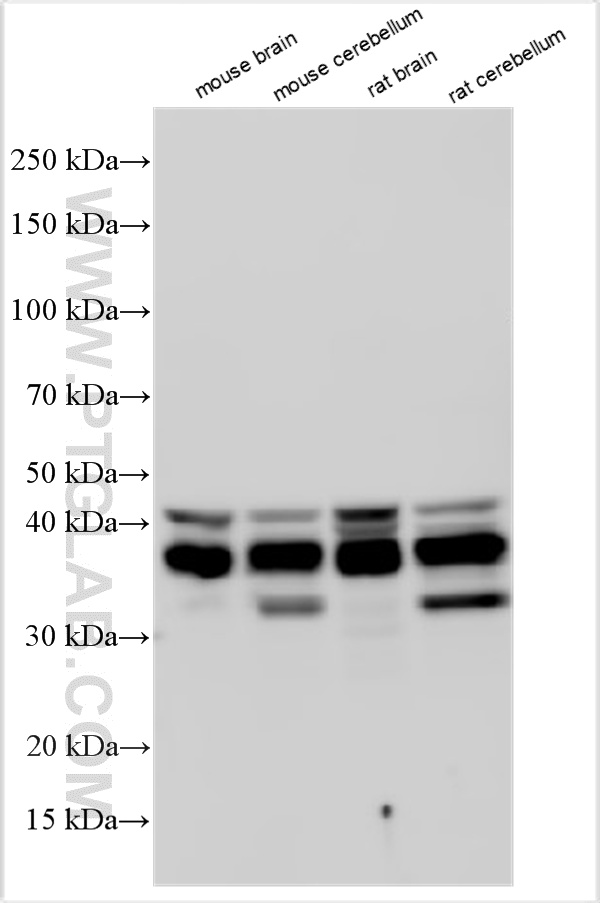 Various lysates were subjected to SDS PAGE followed by western blot with 33254-1-AP (NDRG4 antibody) at dilution of 1:10000 incubated at room temperature for 1.5 hours. WB analysis using 33254-1-AP