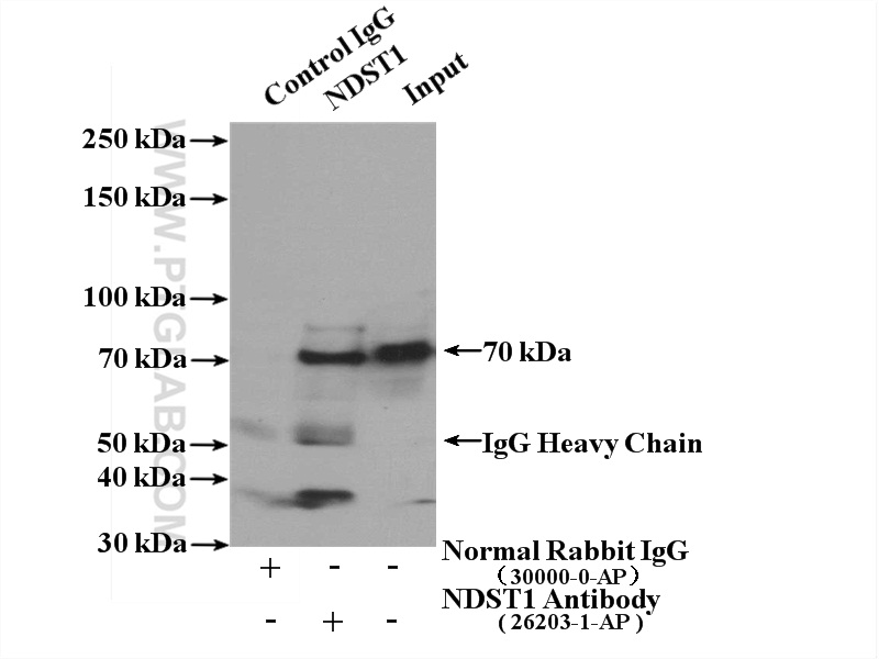 IP experiment of mouse liver using 26203-1-AP