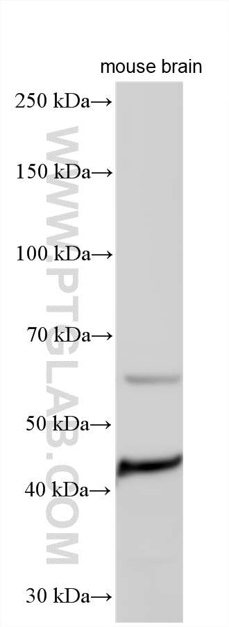 WB analysis using 21569-1-AP