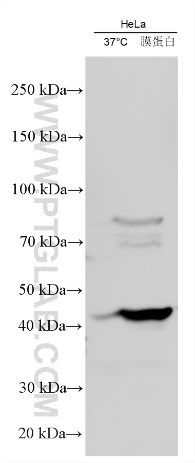 WB analysis using 21569-1-AP