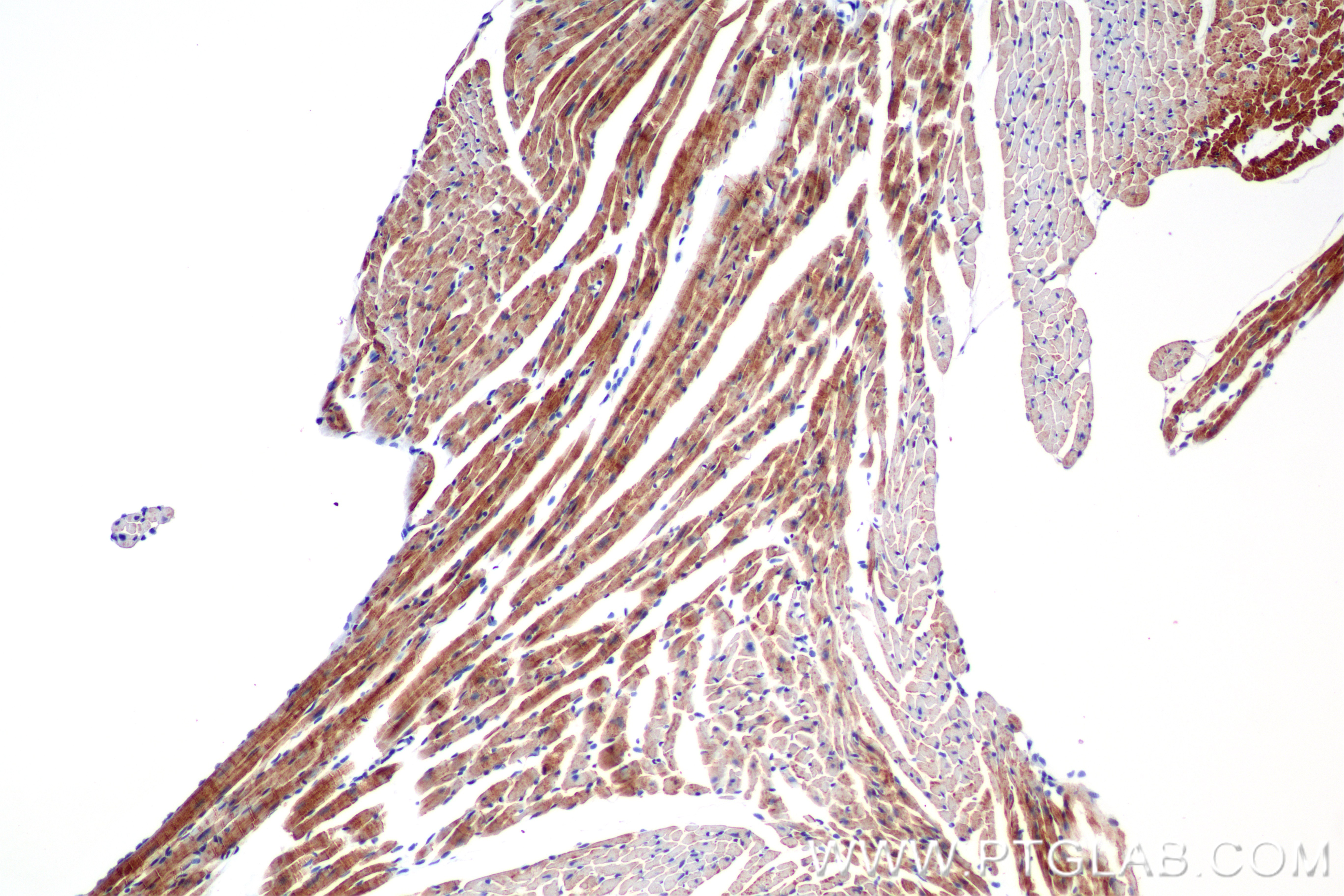 Immunohistochemical analysis of paraffin-embedded mouse heart tissue slide using 86470-1-RR (NDUFA1 antibody) at dilution of 1:1000 (under 10x lens). Heat mediated antigen retrieval with Tris-EDTA buffer (pH 9.0). IHC staining of mouse heart using 86470-1-RR