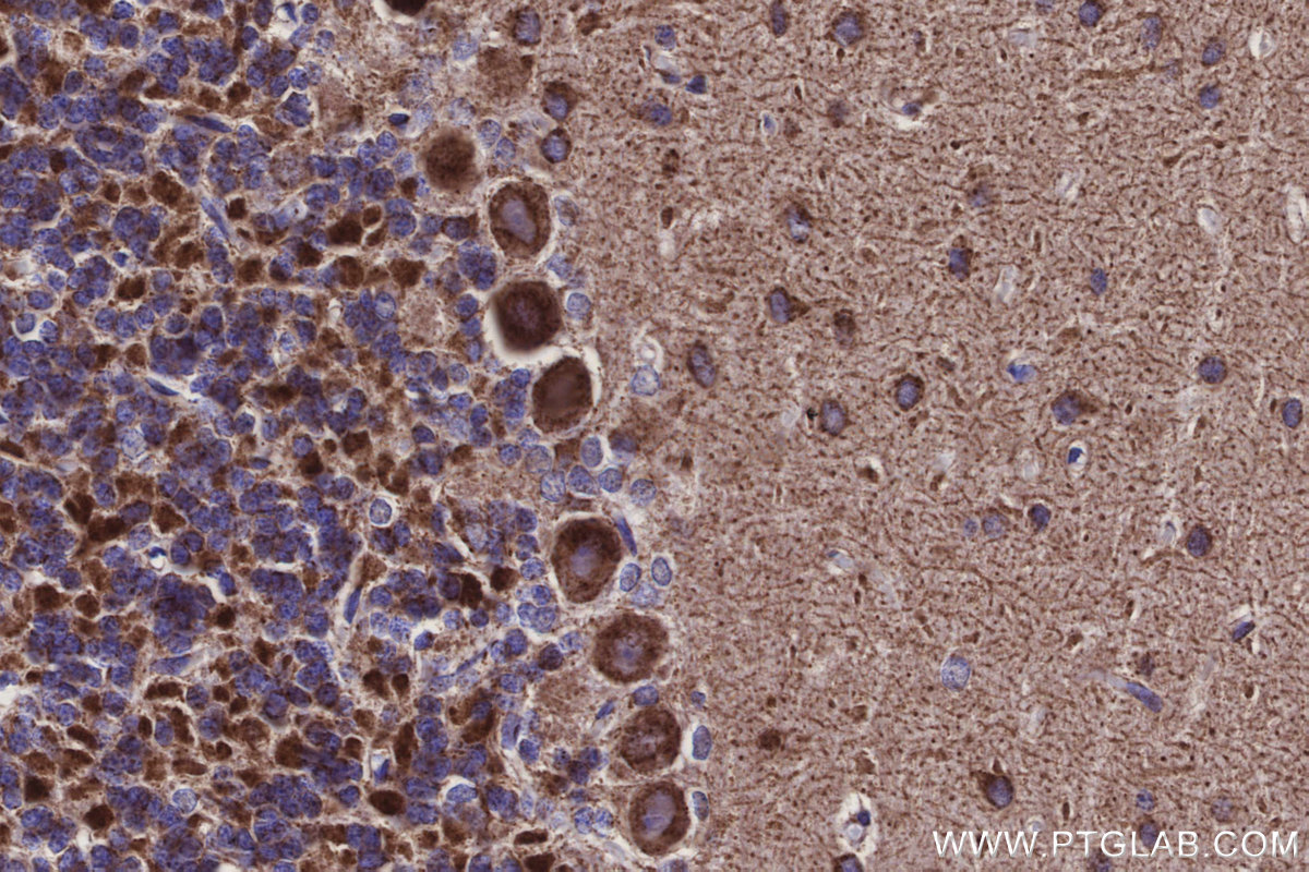 IHC staining of rat cerebellum using 86470-1-RR