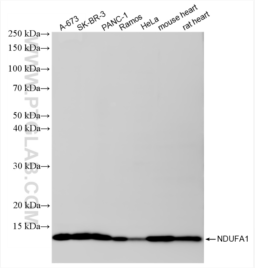 Various lysates were subjected to SDS PAGE followed by western blot with 86470-1-RR (NDUFA1 antibody) at dilution of 1:20000 incubated at room temperature for 1.5 hours. WB analysis using 86470-1-RR