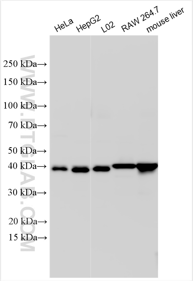 WB analysis using 32947-1-AP (same clone as 32947-1-PBS) WB analysis using 32947-1-AP (same clone as 32947-1-PBS)