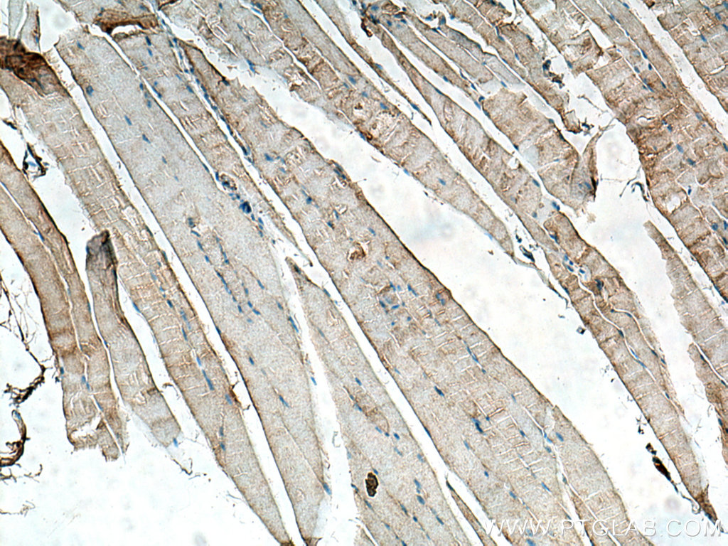 IHC staining of mouse skeletal muscle using 15793-1-AP