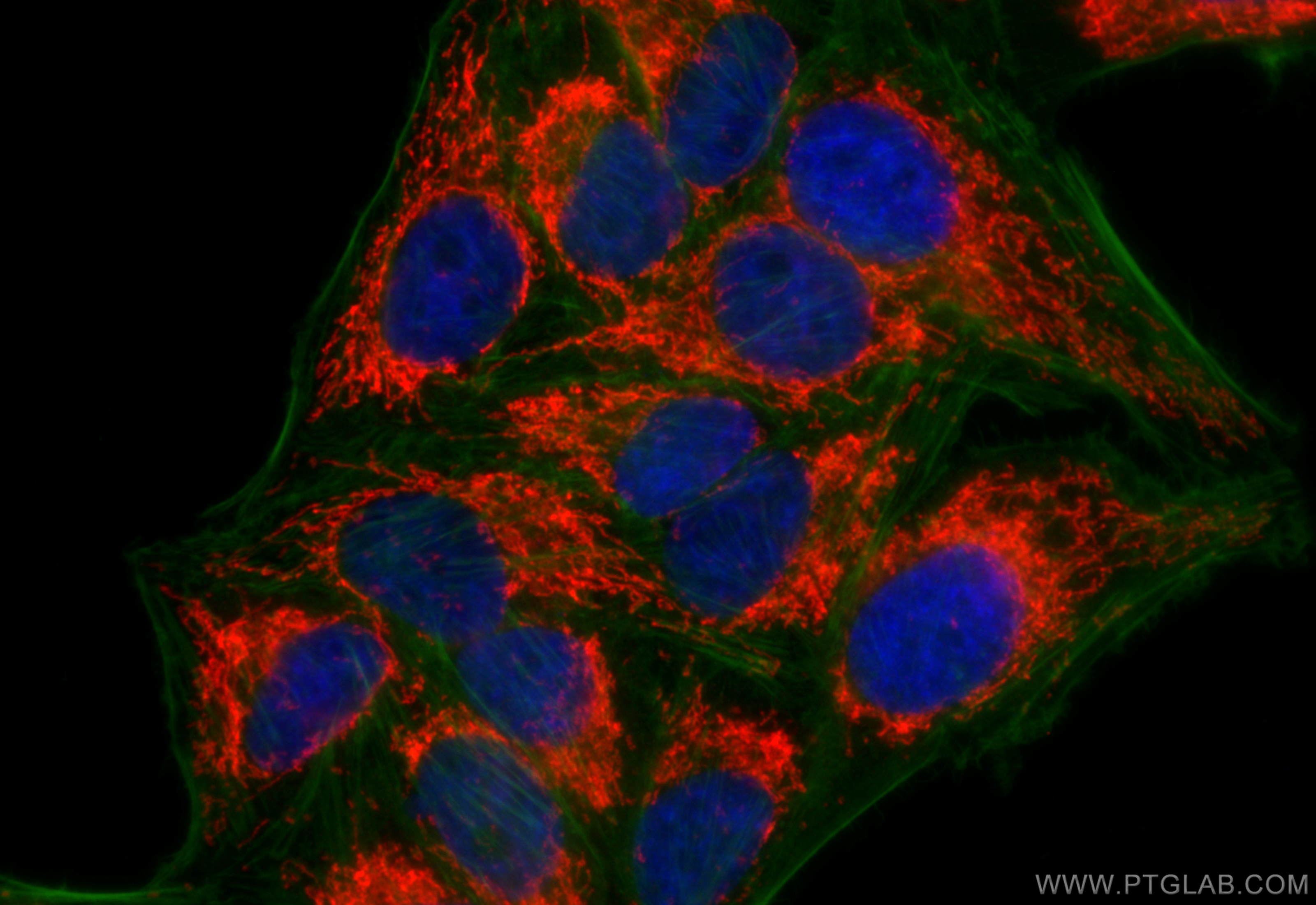IF Staining of HepG2 using 16640-1-AP