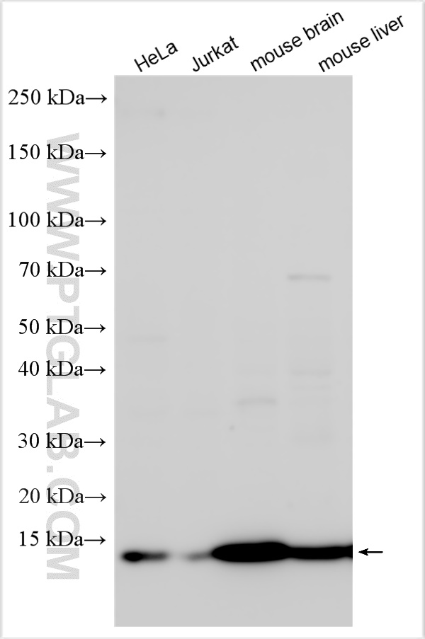 WB analysis using 16640-1-AP