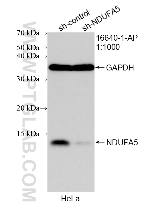 WB analysis of HeLa using 16640-1-AP