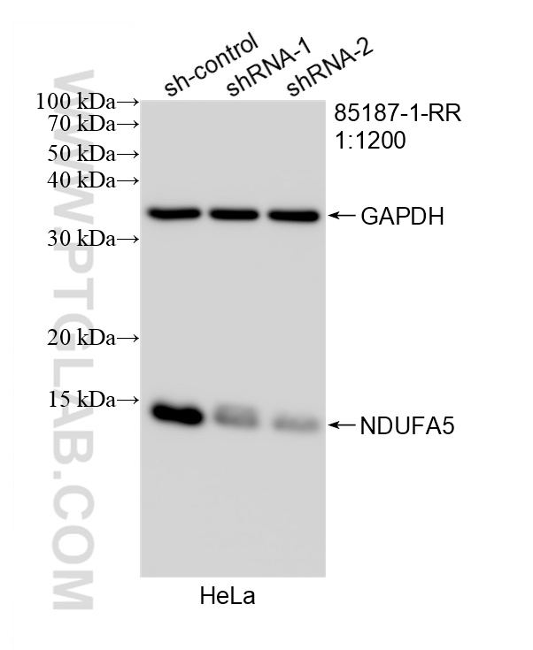 WB analysis of HeLa using 85187-1-RR (same clone as 85187-1-PBS)
