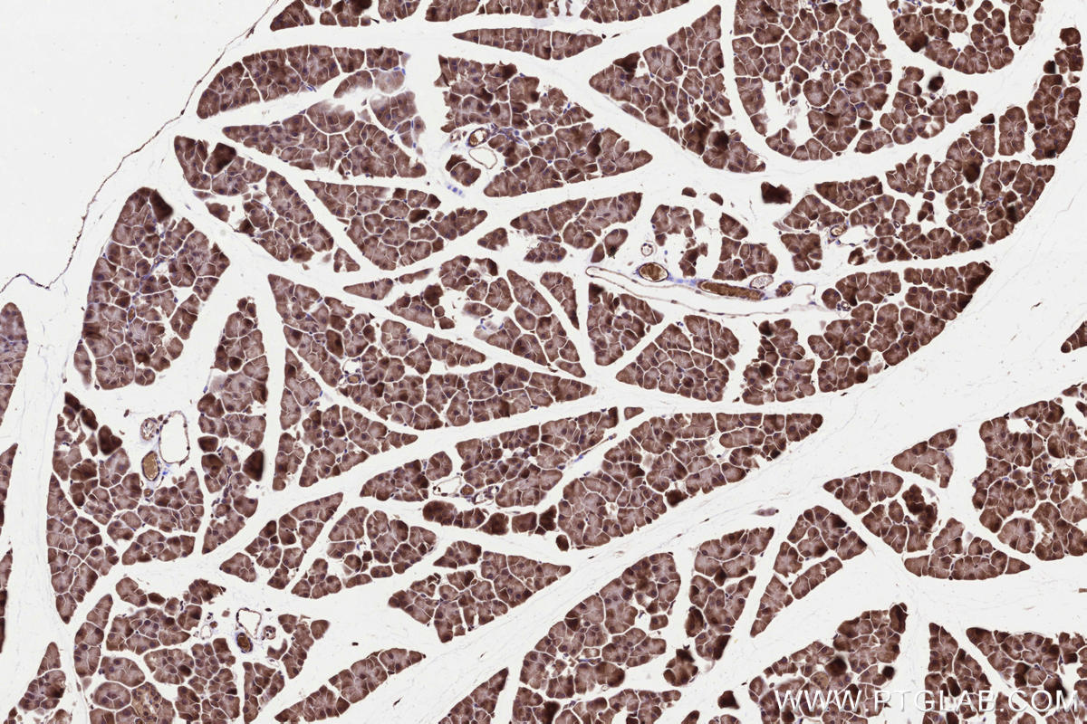 IHC staining of mouse pancreas using 15445-1-AP