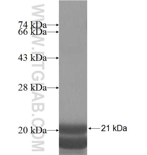 NDUFA6 fusion protein Ag7954 SDS-PAGE NDUFA6 fusion protein Ag7954 SDS-PAGE