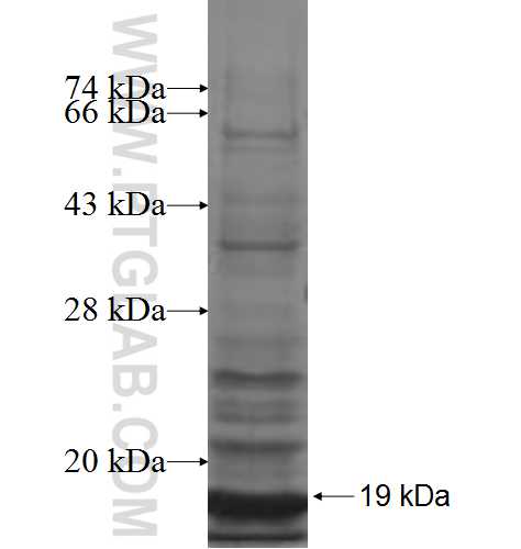 NDUFA7 fusion protein Ag7971 SDS-PAGE NDUFA7 fusion protein Ag7971 SDS-PAGE