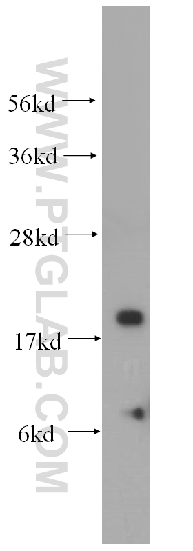 NDUFA8 Polyclonal antibody