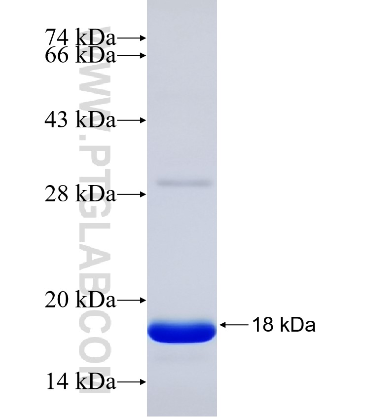 NDUFA9 fusion protein Ag31239 SDS-PAGE NDUFA9 fusion protein Ag31239 SDS-PAGE